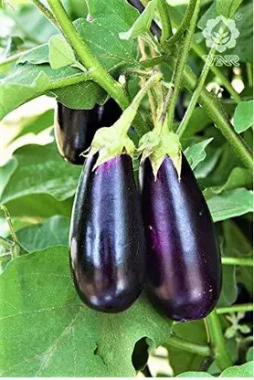 200-xxl-140-hybrid-brinjal-vnr-212-seeds-200-seeds-vibex-original-imaggry8awvnyvfq