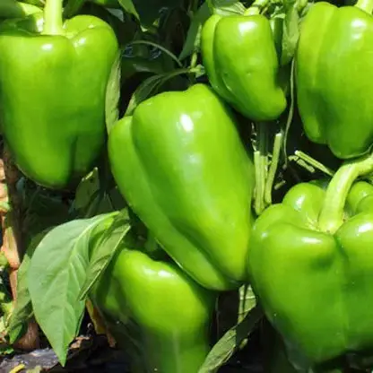 35-capsicam-brs-35pp-053-sree-original-imagtnfyybavkfnt