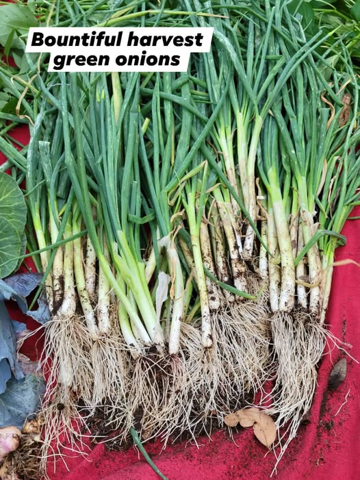 504186612_4132262873663108_4323945845685853756_n