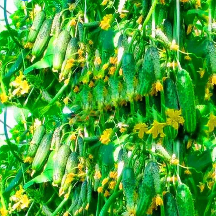 a4e05a620b27a15787b3b4e745fef987.jpg_720x720q80