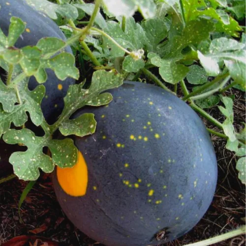 stars-and-moon-watermelon-v0-vz3bh4j4xldf1